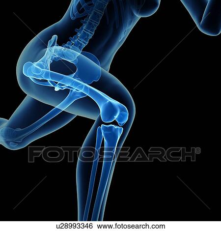 "Skeletal system of jogger, illustration" View Large Illustration Stock Illustration - "Skeletal system of jogger, illustration". Fotosearch