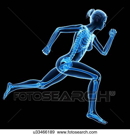 "Skeletal system of jogger, illustration" View Large Illustration Stock Illustration - "Skeletal system of jogger, illustration". Fotosearch