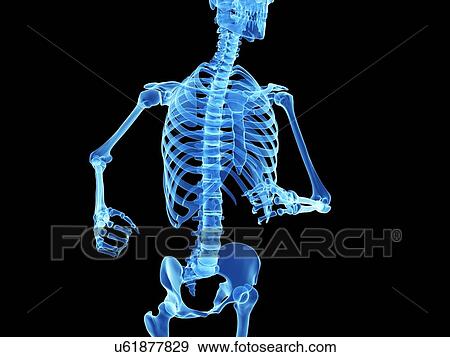Stock Illustration - "Skeletal system of jogger, illustration". Fotosearch