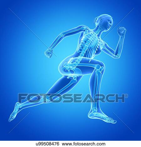 Stock Illustration - "Skeletal system of jogger, illustration". Fotosearch