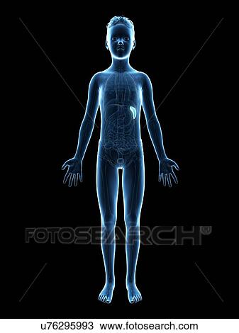 Drawing - "Spleen of a boy, illustration". Fotosearch