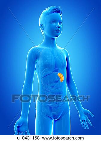 Stock Illustration - "Spleen of a boy, illustration". Fotosearch