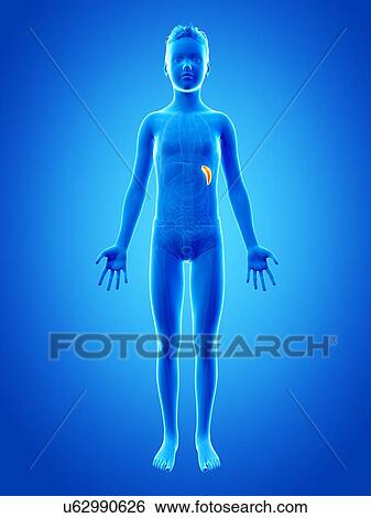 Stock Illustration - "Spleen of a boy, illustration". Fotosearch