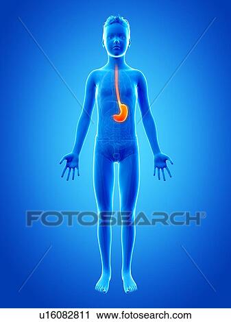 "Stomach of a boy, illustration" View Large Illustration Clip Art - "Stomach of a boy, illustration". Fotosearch
