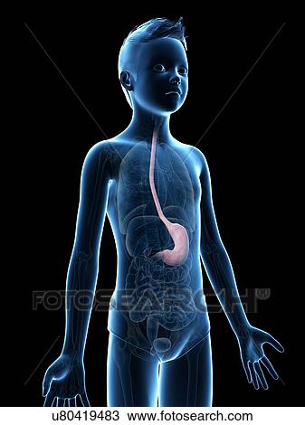 "Stomach of a boy, illustration" View Large Illustration Drawing - "Stomach of a boy, illustration". Fotosearch