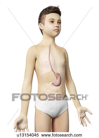 "Stomach of a boy, illustration" View Large Illustration Stock Illustration - "Stomach of a boy, illustration". Fotosearch