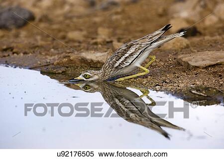 Stone-curlew (Burhinus oedicnemus) View Large Illustration Stock Illustration - Stone-curlew (Burhinus oedicnemus). Fotosearch