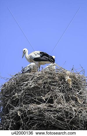 Stock Illustration - storks nesting. Fotosearch
