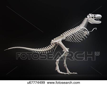 Stock Illustration - "Tyrannosaurus rex skeleton, illustration". Fotosearch