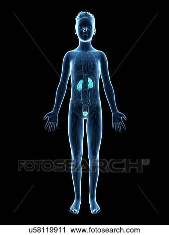 "Urinary system of a boy, illustration" View Large Illustration Clip Art - "Urinary system of a boy, illustration". Fotosearch