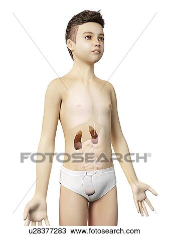 Drawing - "Urinary system of a boy, illustration". Fotosearch