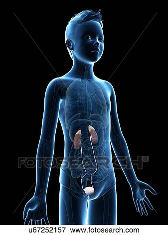 Stock Illustration - "Urinary system of a boy, illustration". Fotosearch