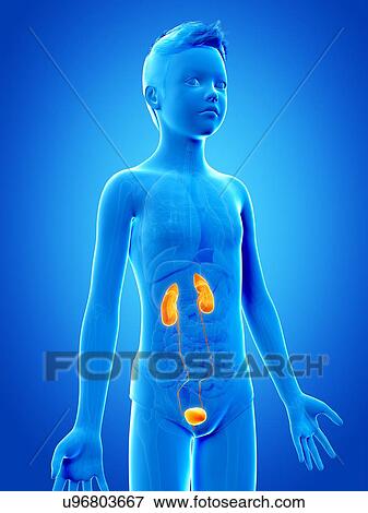 Stock Illustration - "Urinary system of a boy, illustration". Fotosearch