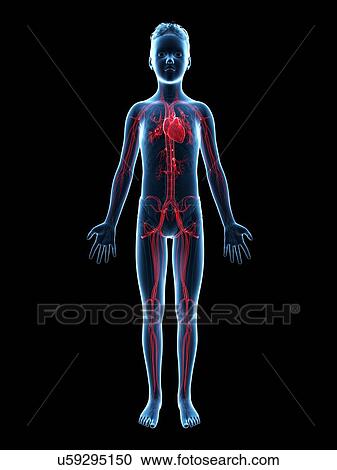 "Vascular system of a boy, illustration" View Large Illustration Clipart - "Vascular system of a boy, illustration". Fotosearch