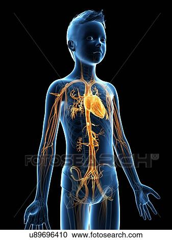 Clipart - "Vascular system of a boy, illustration". Fotosearch
