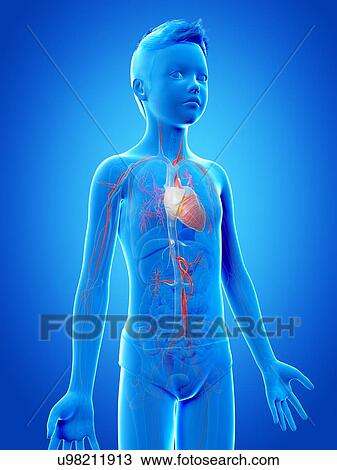 Drawing - "Vascular system of a boy, illustration". Fotosearch