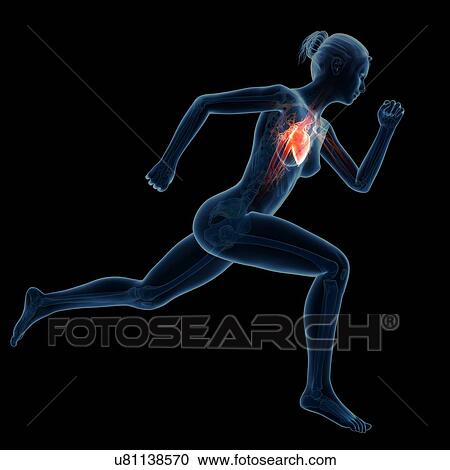 Clipart - "Vascular system of jogger, illustration". Fotosearch