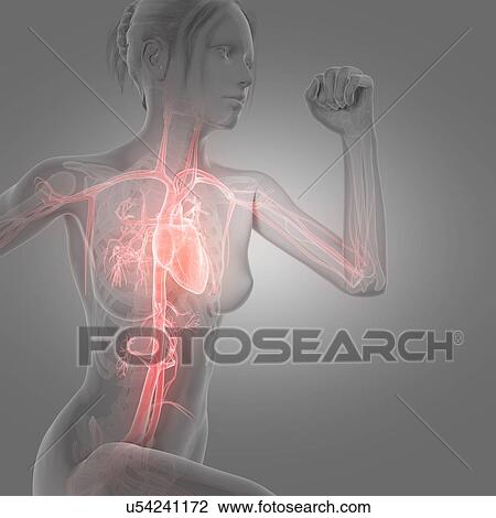 Drawing - "Vascular system of jogger, illustration". Fotosearch