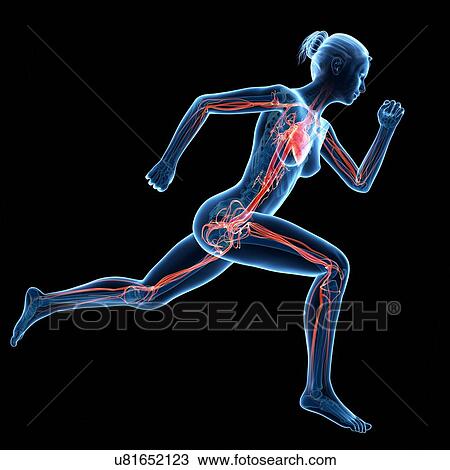 "Vascular system of jogger, illustration" View Large Illustration Drawing - "Vascular system of jogger, illustration". Fotosearch