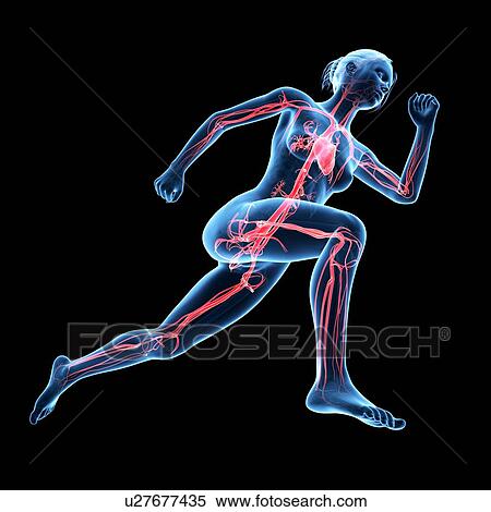 "Vascular system of jogger, illustration" View Large Illustration Stock Illustration - "Vascular system of jogger, illustration". Fotosearch