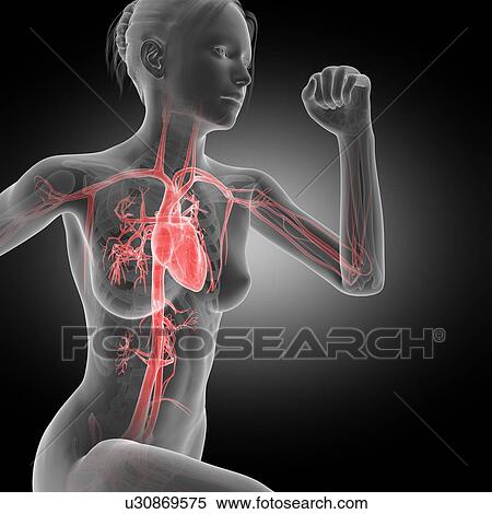 "Vascular system of jogger, illustration" View Large Illustration Stock Illustration - "Vascular system of jogger, illustration". Fotosearch