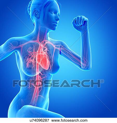 "Vascular system of jogger, illustration" View Large Illustration Stock Illustration - "Vascular system of jogger, illustration". Fotosearch