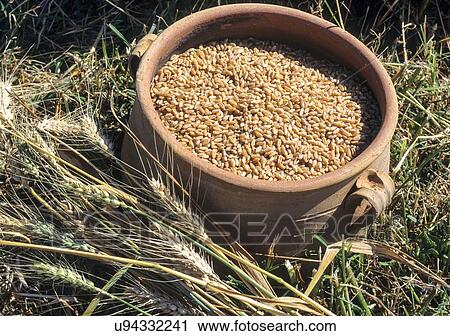 Clip Art - Wheat grain in clay jar. Fotosearch