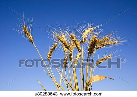wheat stalks View Large Illustration Drawing - wheat stalks. Fotosearch