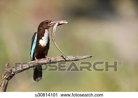 White-throated Kingfishe View Large Illustration Clip Art - White-throated Kingfishe. Fotosearch