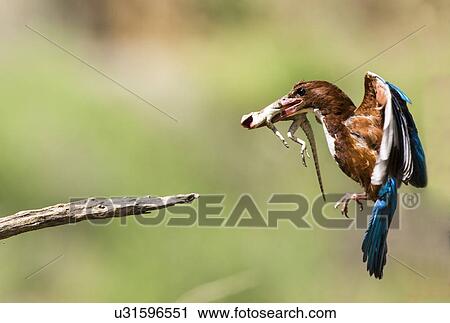 White-throated Kingfisher View Large Illustration Clip Art - White-throated Kingfisher. Fotosearch