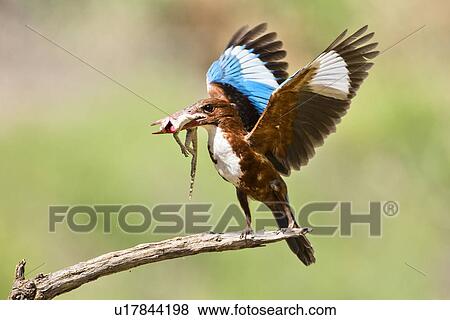 Stock Illustration - White-throated Kingfisher. Fotosearch