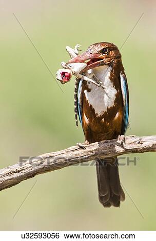 Stock Illustration - White-throated Kingfisher. Fotosearch
