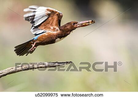 White-throated Kingfisher View Large Illustration Stock Illustration - White-throated Kingfisher. Fotosearch
