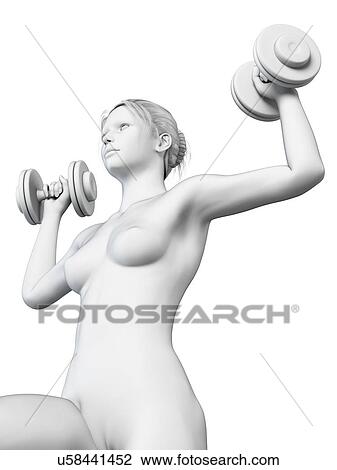 "Woman weight training, illustration" View Large Illustration Drawing - "Woman weight training, illustration". Fotosearch