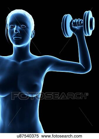 "Woman weight training, illustration" View Large Illustration Stock Illustration - "Woman weight training, illustration". Fotosearch