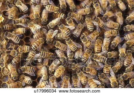 Worker bees on a honeycomb View Large Illustration Stock Illustration - Worker bees on a honeycomb. Fotosearch