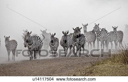 Stock Illustration - Zebra Migratio. Fotosearch