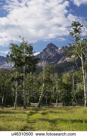 Stock Image - "Aspen Grove and view of San Juan Mountains, Hastings Mesa, Ridgway, Colorado, USA". Fotosearch