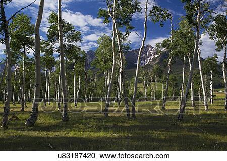 "Aspen Grove and view of San Juan Mountains, Hastings Mesa, Ridgway, Colorado, USA" View Large Photo Image Stock Image - "Aspen Grove and view of San Juan Mountains, Hastings Mesa, Ridgway, Colorado, USA". Fotosearch