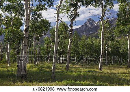 Stock Photo - "Aspen Grove and view of San Juan Mountains, Hastings Mesa, Ridgway, Colorado, USA". Fotosearch