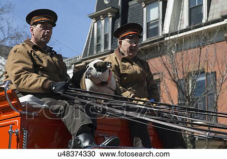 Stock Image - "Boston Beer wagon and English Bull Dog, St. Patrick's Day Parade, 2014, South Boston, Massachusetts, USA". Fotosearch