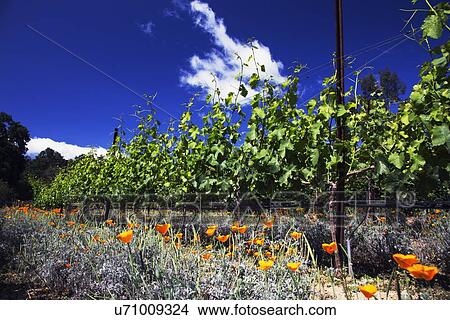 "California Poppies and grapes in springtime, Oak View California vinyard, USA" View Large Photo Image Picture - "California Poppies and grapes in springtime, Oak View California vinyard, USA". Fotosearch