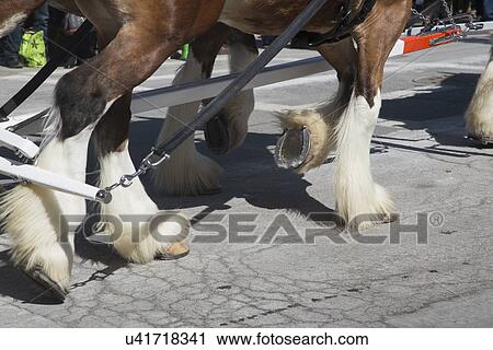 "Closeup of Clydesdale Horses, St. Patrick's Day Parade, 2014, South Boston, Massachusetts, USA" View Large Photo Image Stock Image - "Closeup of Clydesdale Horses, St. Patrick's Day Parade, 2014, South Boston, Massachusetts, USA". Fotosearch