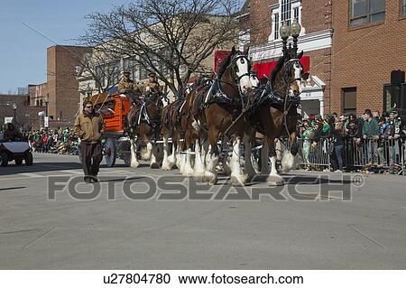 Stock Image - "Clydesdale Horses pull beer wagon, St. Patrick's Day Parade, 2014, South Boston, Massachusetts, USA". Fotosearch
