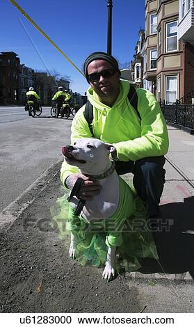 "Dog dressed in green, St. Patrick's Day Parade, 2014, South Boston, Massachusetts, USA" View Large Photo Image Stock Image - "Dog dressed in green, St. Patrick's Day Parade, 2014, South Boston, Massachusetts, USA". Fotosearch
