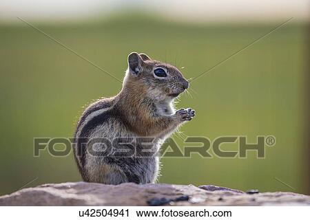 "Ground squirrel, Hastings Mesa, Colorado, USA" View Large Photo Image Stock Image - "Ground squirrel, Hastings Mesa, Colorado, USA". Fotosearch