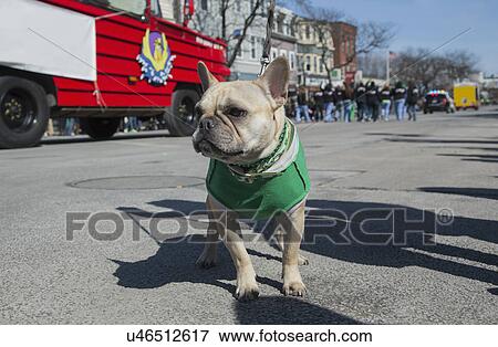Stock Photo - "Irish Pug Dog, St. Patrick's Day Parade, 2014, South Boston, Massachusetts, USA". Fotosearch