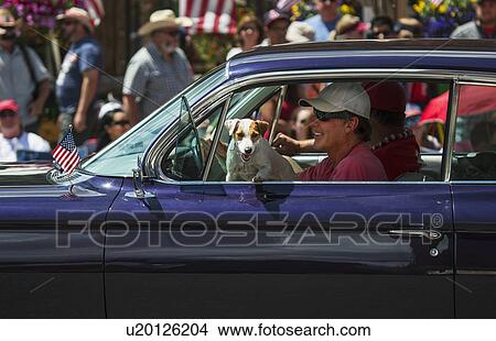 "Jack Russell dog hangs in window July 4, Independence Day Parade, Telluride, Colorado, USA" View Large Photo Image Picture - "Jack Russell dog hangs in window July 4, Independence Day Parade, Telluride, Colorado, USA". Fotosearch