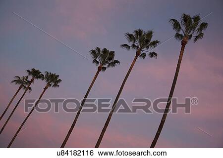 Stock Photograph - "Palm Trees at Sunrise, Ventura, California, USA". Fotosearch