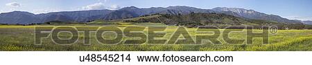 "Panoramic view of Upper Ojai in spring featuring yellow mustard, California, USA" View Large Photo Image Picture - "Panoramic view of Upper Ojai in spring featuring yellow mustard, California, USA". Fotosearch